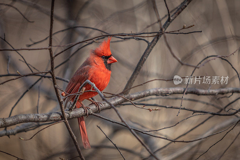 雄性红雀，Cardenal Rojo， (Cardinalis Cardinalis)，雄性红雀。